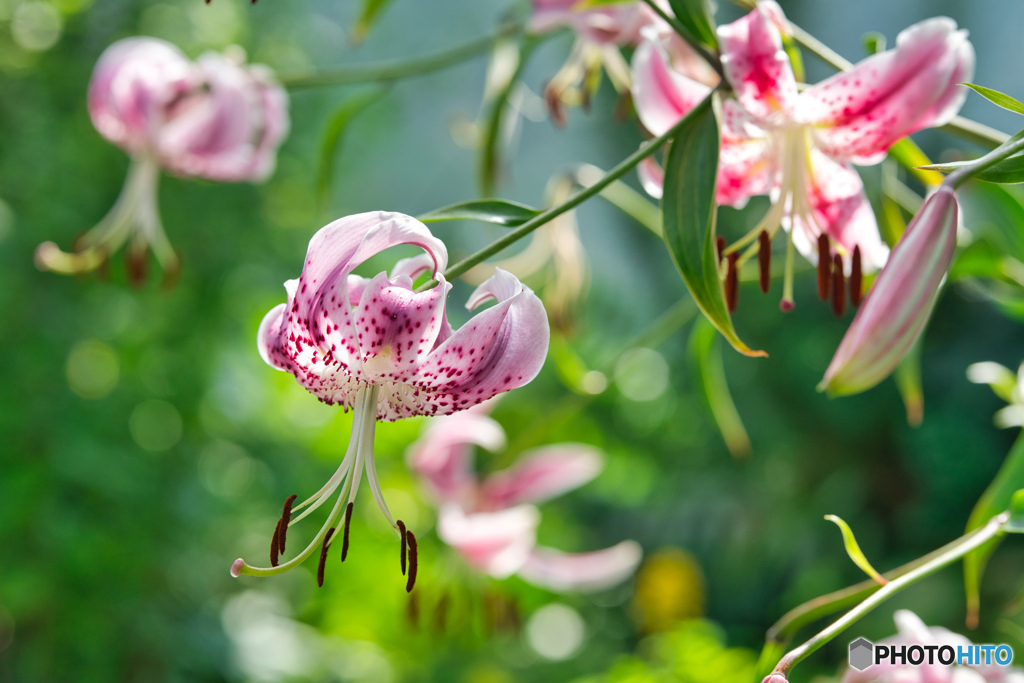 2020-08-15_高原植物