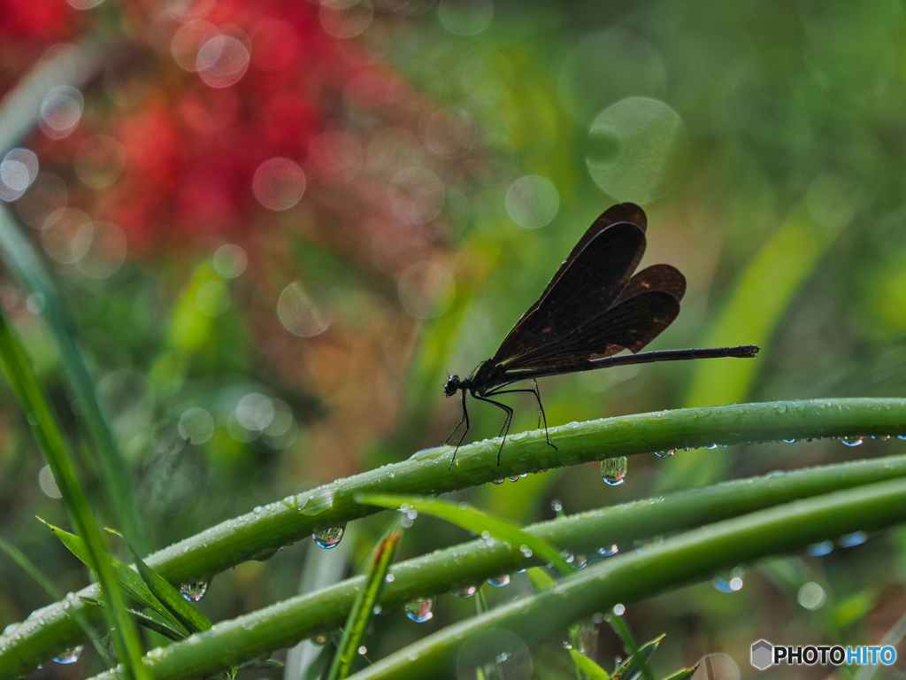 2021-09-19_彼岸花群生地-6