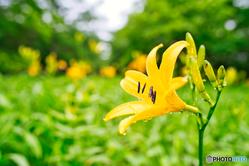 2020-06-28_ニッコウキスゲ(1)