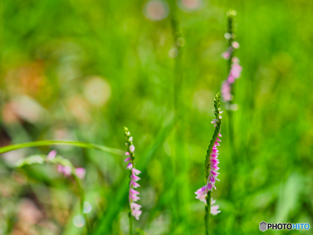 2021-06-26_宇都宮森林公園-1
