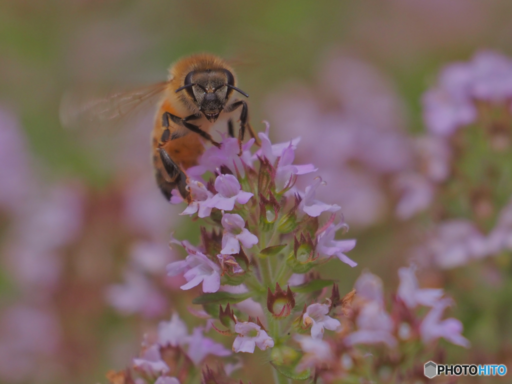2021-07-23_人面ハチ
