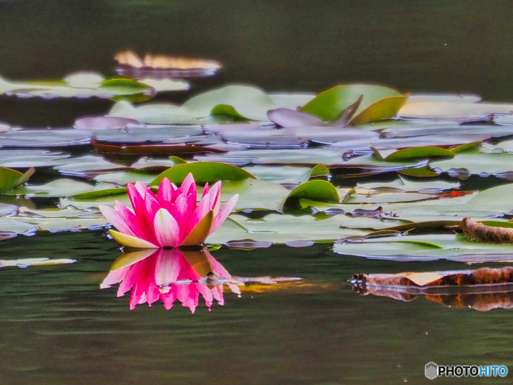 2021-06-18_照南湖ビオパーク-3