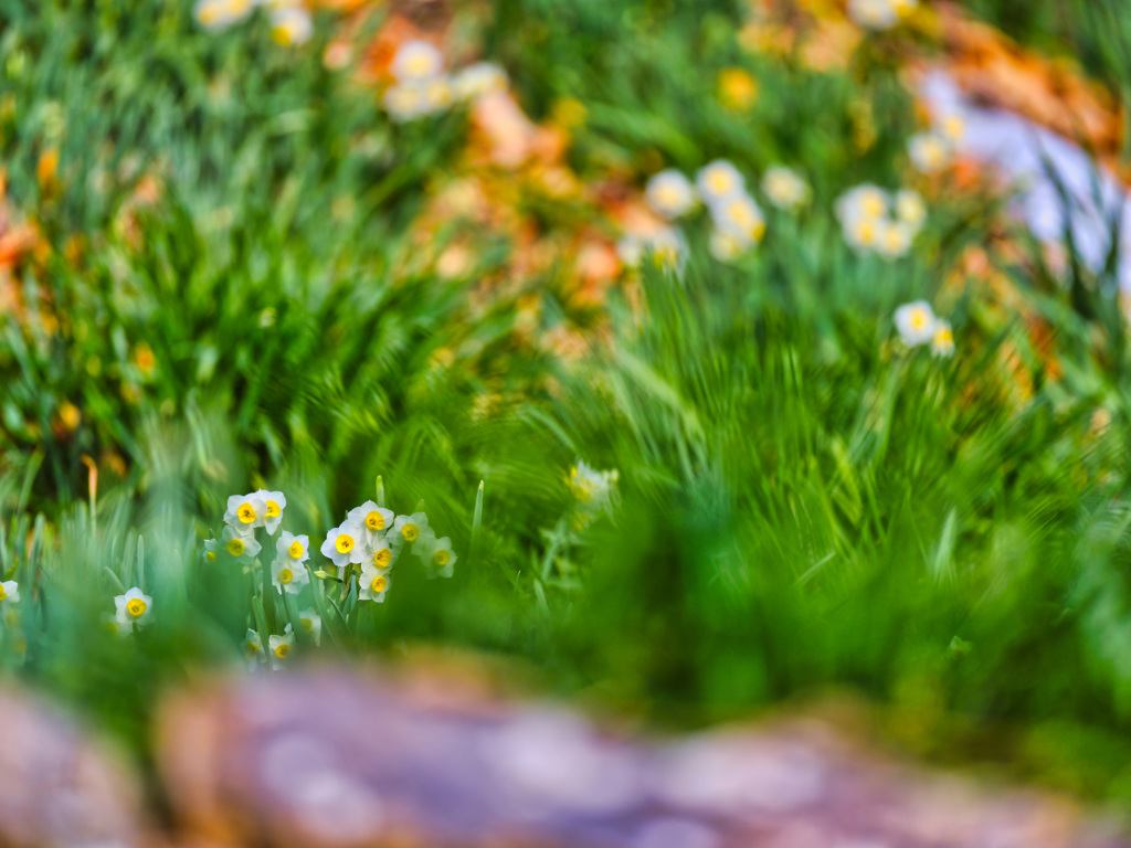 2026-01-11_金滝山 清水寺、天台宗、花の寺-2