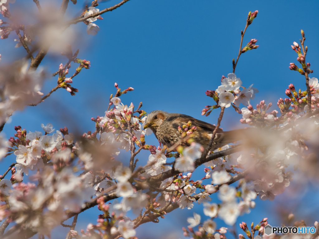 2021-03-27_権現堂堤(1)