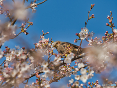 2021-03-27_権現堂堤(1)