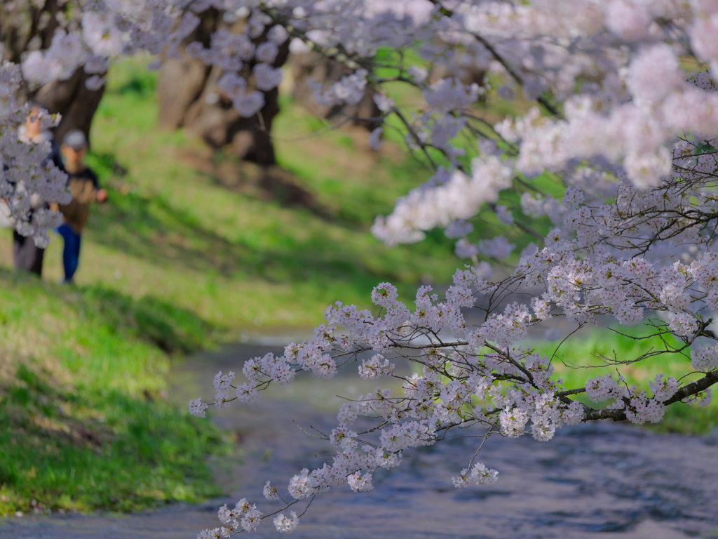 2025-04-27_観音寺川の桜並木-2