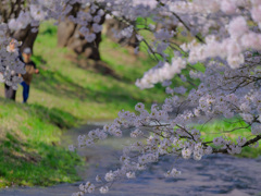 2025-04-27_観音寺川の桜並木-2