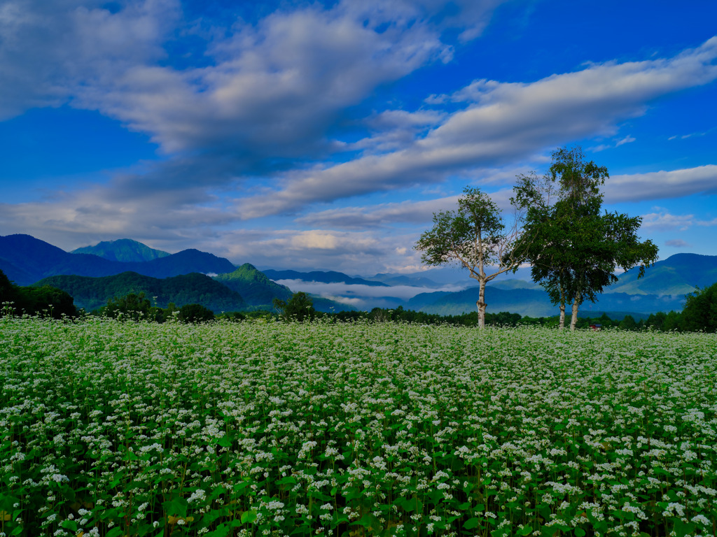 2021-08-27_たかつえそば畑-4