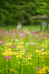 2023-06-03_日光市上三依水生植物園-2