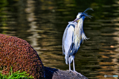 2023-01-02_栃木県 中央公園-1