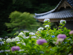 2025-06-21_あじさい坂