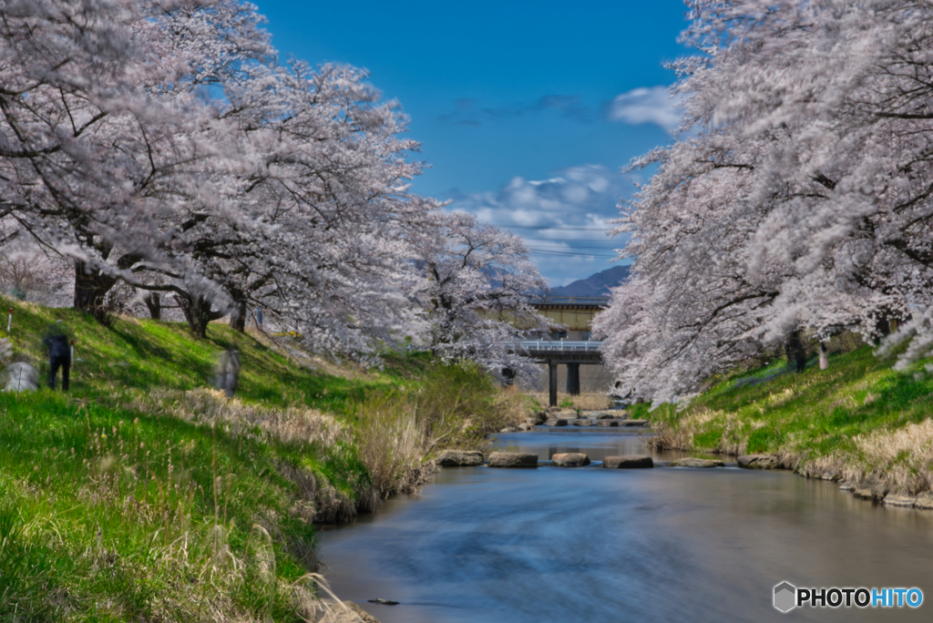 2020-04-11_藤田川ふれあい桜-2