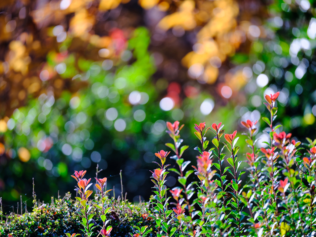 2025-11-24_栃木県井頭公園-3