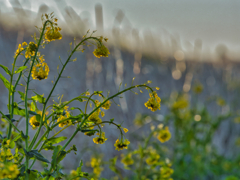 2021-02-28_菜の花(4)