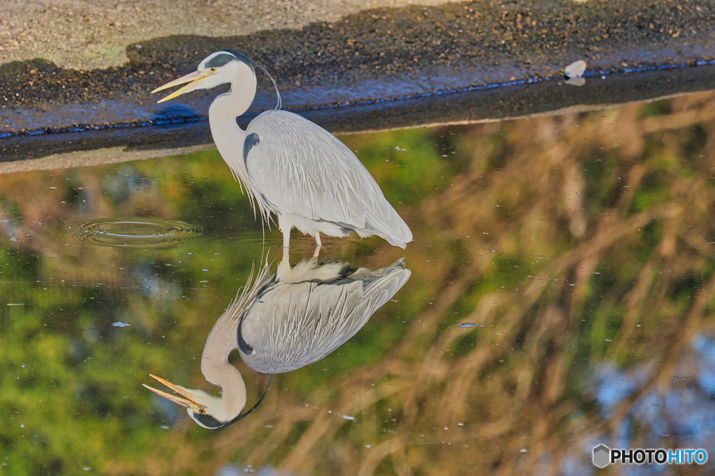 2021-02-06_野鳥(4)