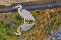 2021-02-06_野鳥(4)