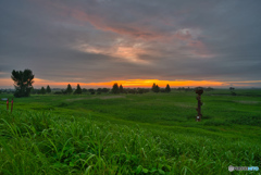 2020-06_渡良瀬遊水地(3)