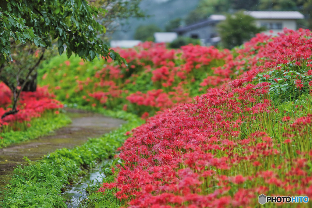 2022-09-24_蓑沢彼岸花公園-2