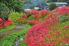 2022-09-24_蓑沢彼岸花公園-2