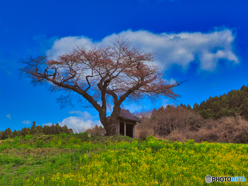 2021-04-03_小沢の桜(2)