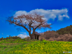 2021-04-03_小沢の桜(2)