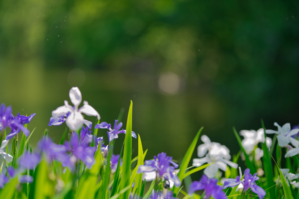 2020_井頭公園(3)