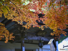 2022-11-12_大雄寺-1