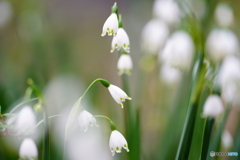 2021-03-28_散策(1)