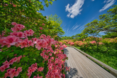 2020_八幡ツツジ群落(5)