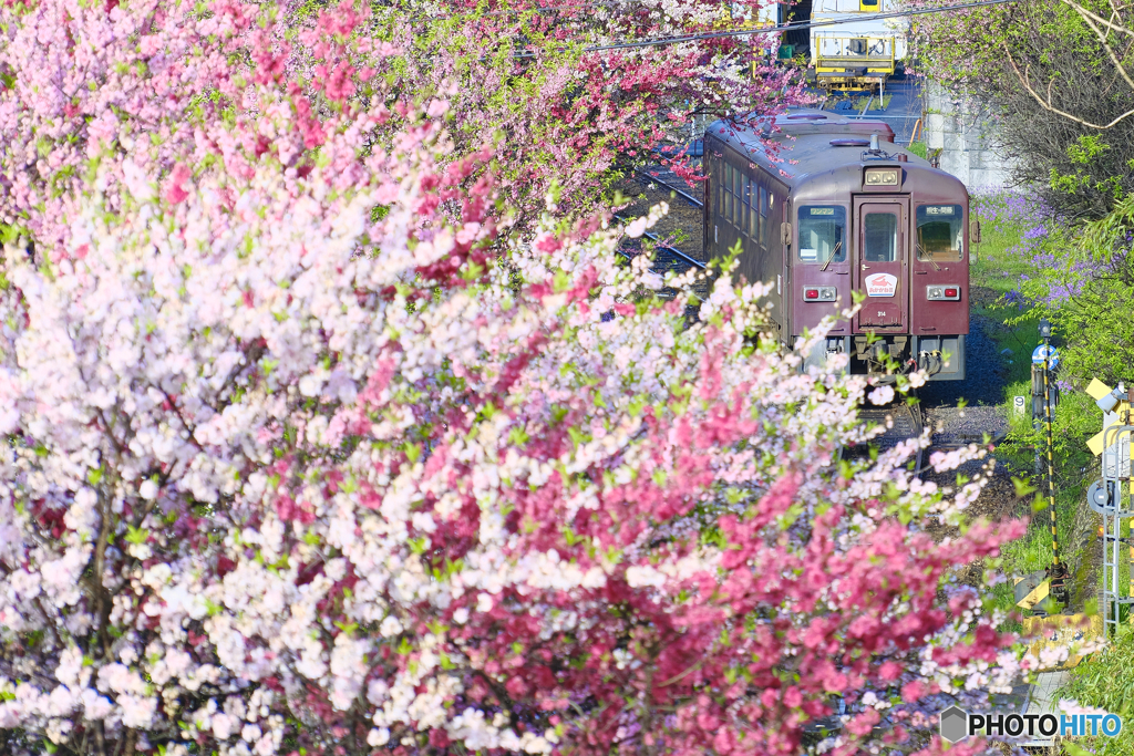 2023-04-08_わたらせ渓谷鐡道-1