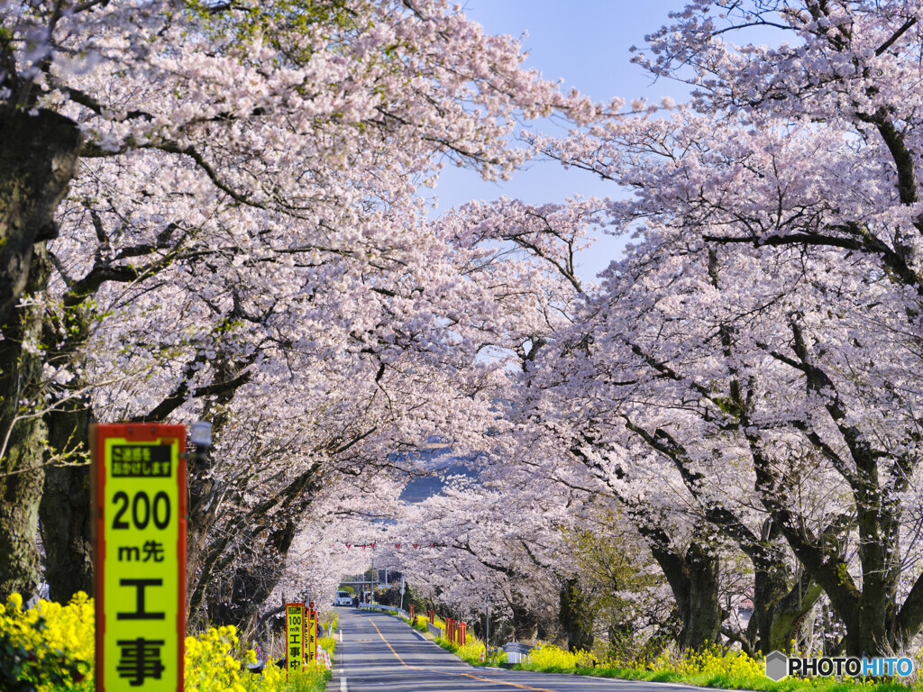 2022-04-09_早乙女の桜並木