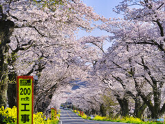 2022-04-09_早乙女の桜並木