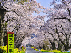 2022-04-09_早乙女の桜並木