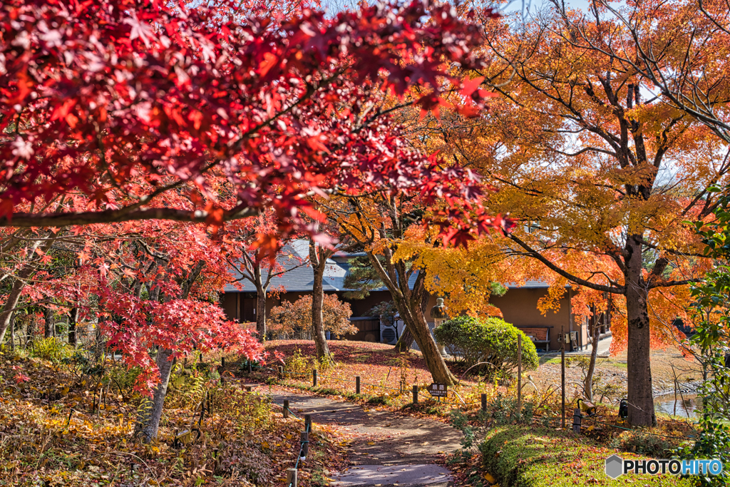 2020-11-08_南湖公園(4)