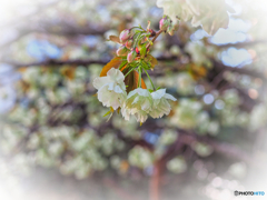 2021-04-08_桜美公園(ウコン桜-1)