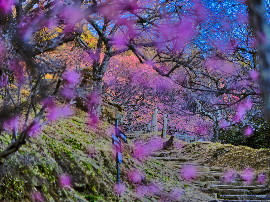 2022-02-23_筑波山梅林-1