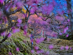 2022-02-23_筑波山梅林-1