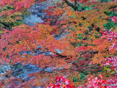 2020-11-15_大芦渓谷(1)