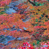 2020-11-15_大芦渓谷(1)