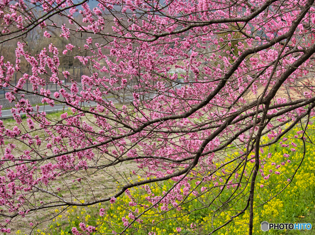 2021-03-20_散策(7)