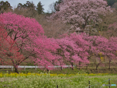 2021-03-20_散策(6)