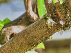 2021-08-09_朝散歩-1