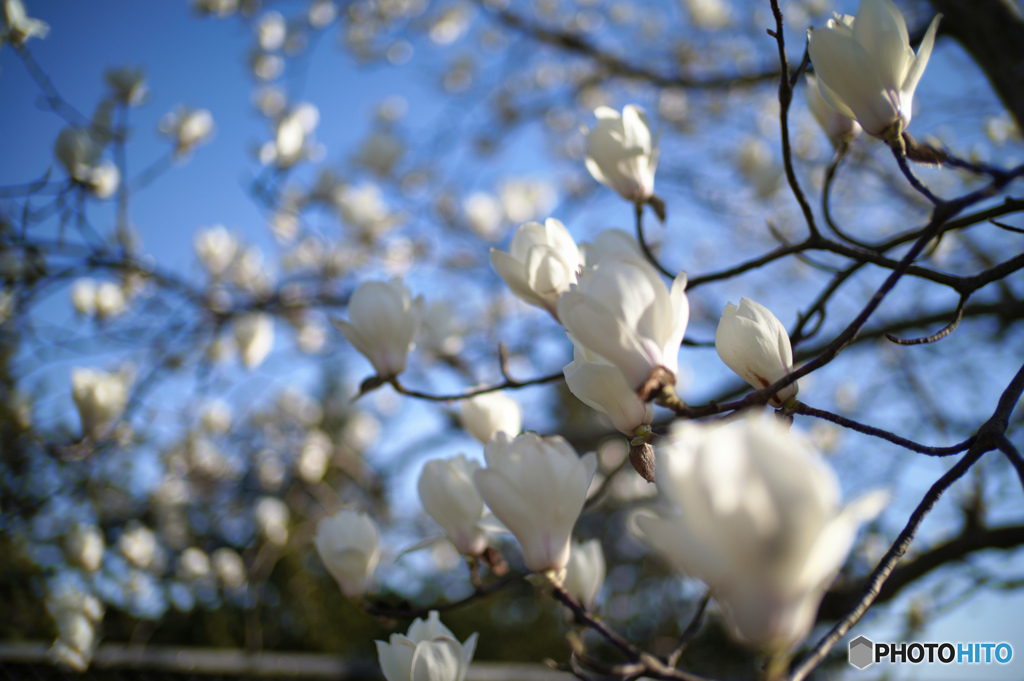 2023-03-19_近くの公園-1