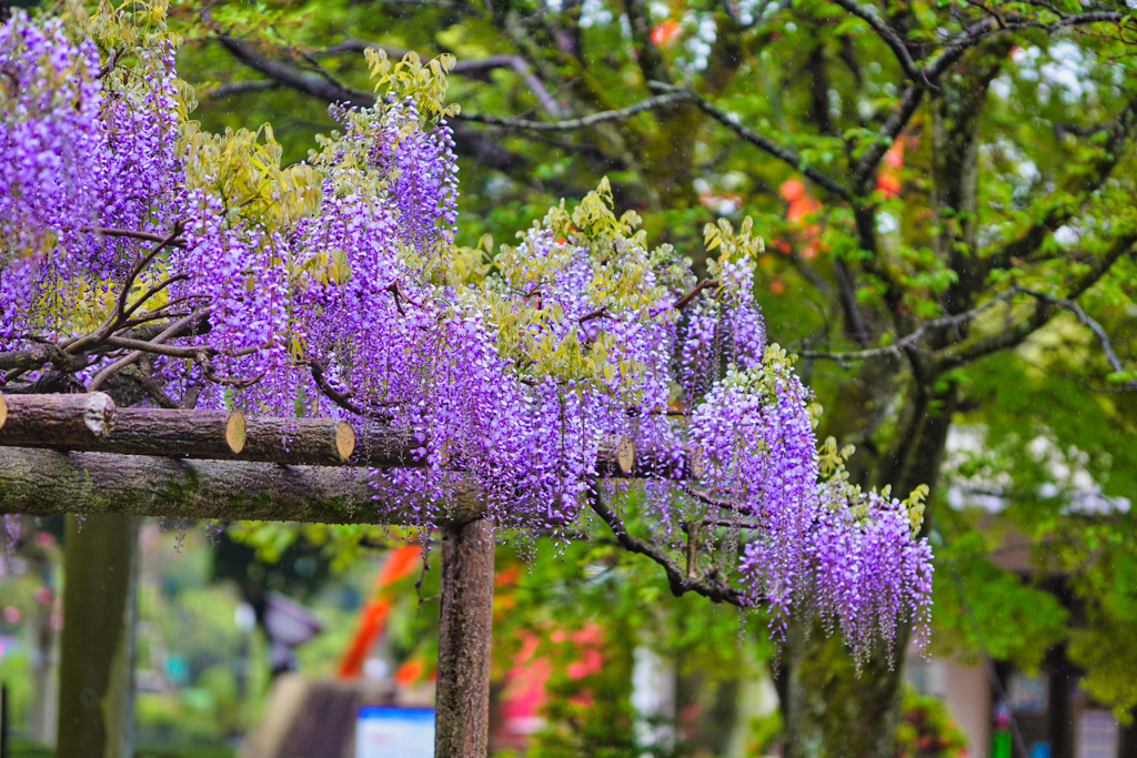 2023-04-15_八幡山公園-3