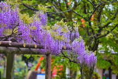 2023-04-15_八幡山公園-3