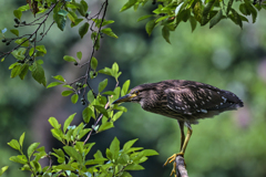 2023-07-09_栃木県井頭公園-4