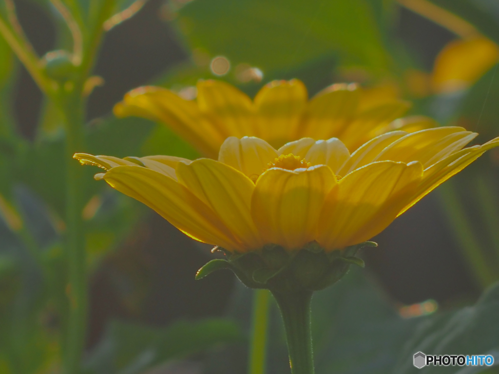 2021-07-22_朝散歩-4