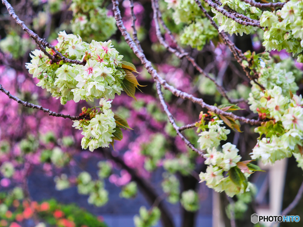 2022-04-17_桜美公園(御衣黄桜)