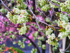 2022-04-17_桜美公園(御衣黄桜)