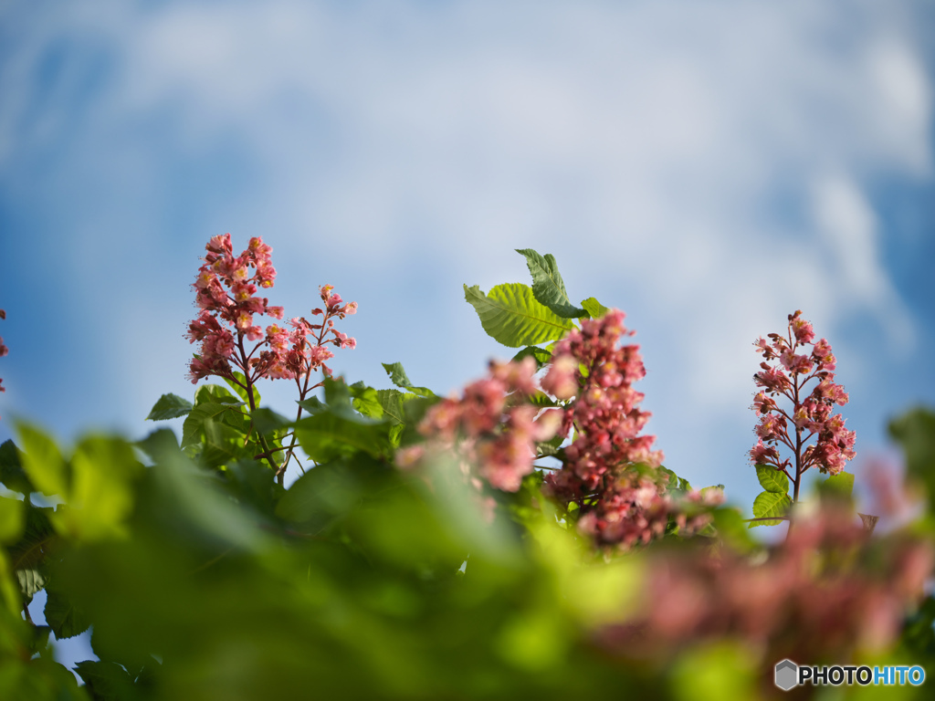 2022-05-15_城内坂(益子町)-1